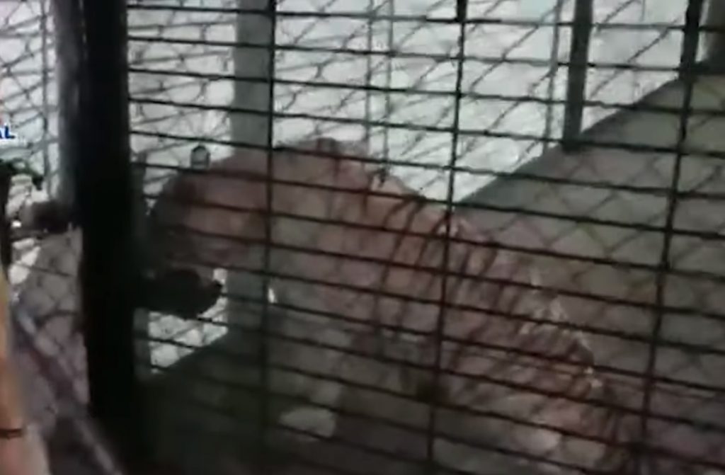 El tigre albino era mantenido enjaulado. Foto: Captura de Video.