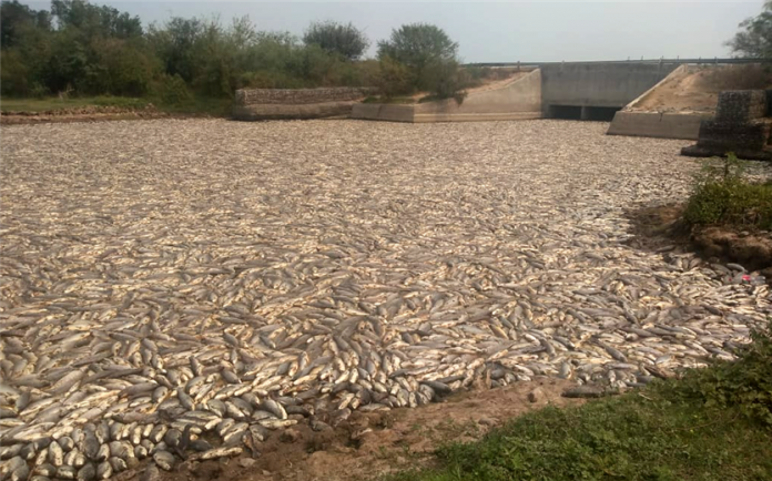 FOTO PECES