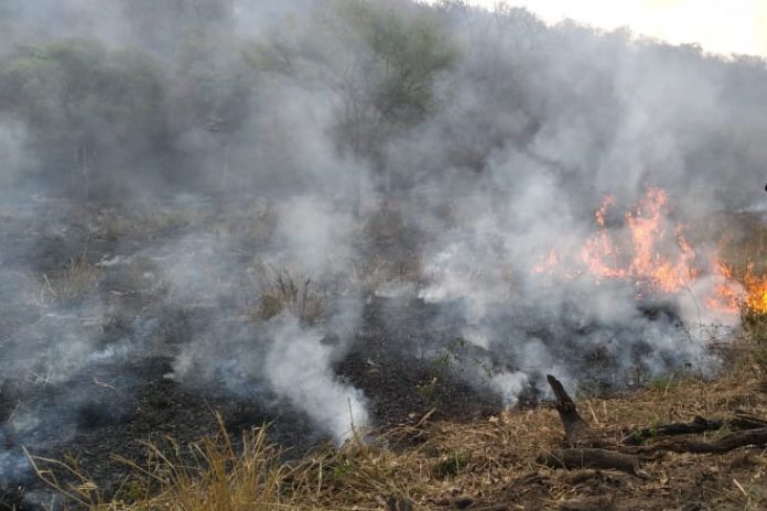 En Bolivia Se Registran 57 Incendios Forestales Activos Periódico La Patria 6470