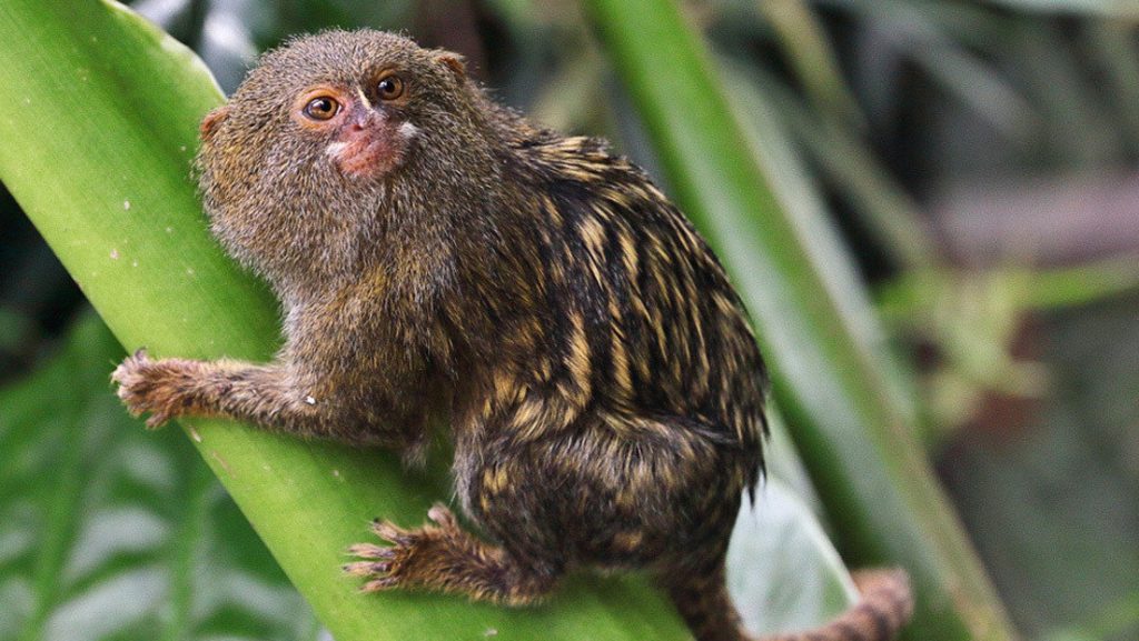 Esta especie de primates son considerados los más pequeños del mundo