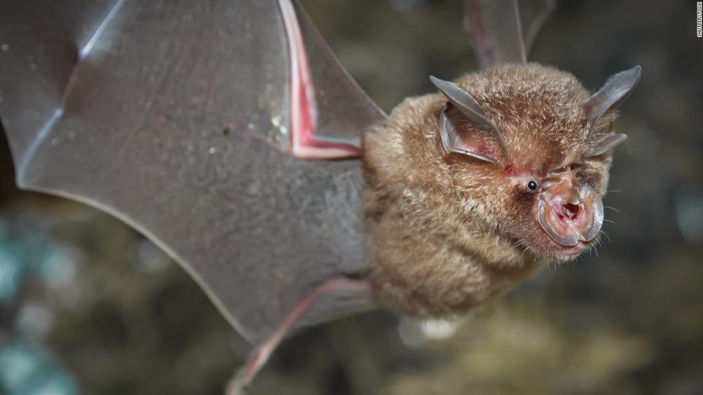 Nuevos coronavirus encontrados en murciélagos de China