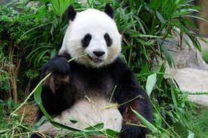Osos pandas en peligro de extinción