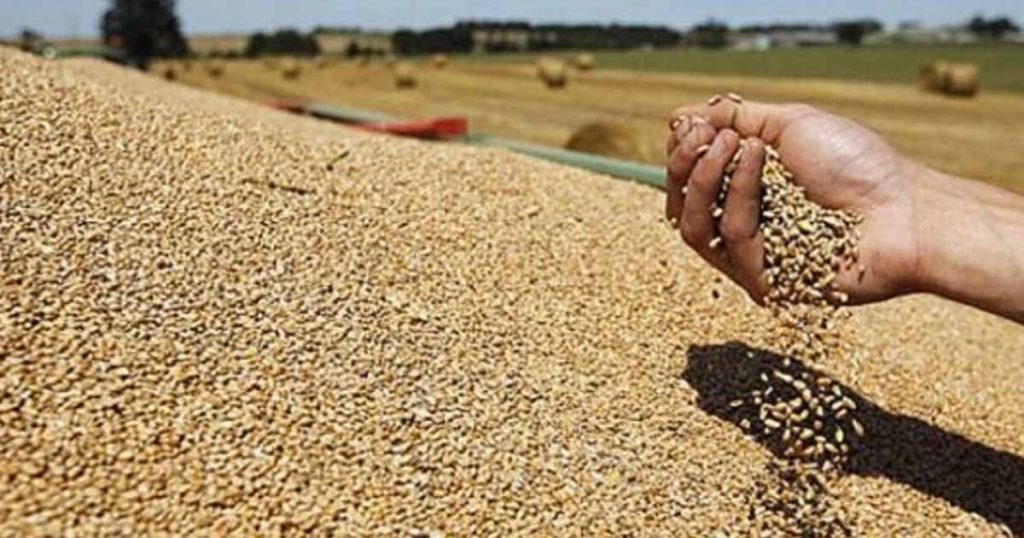 Las sequías y heladas provocarán disminución en la producción de granos