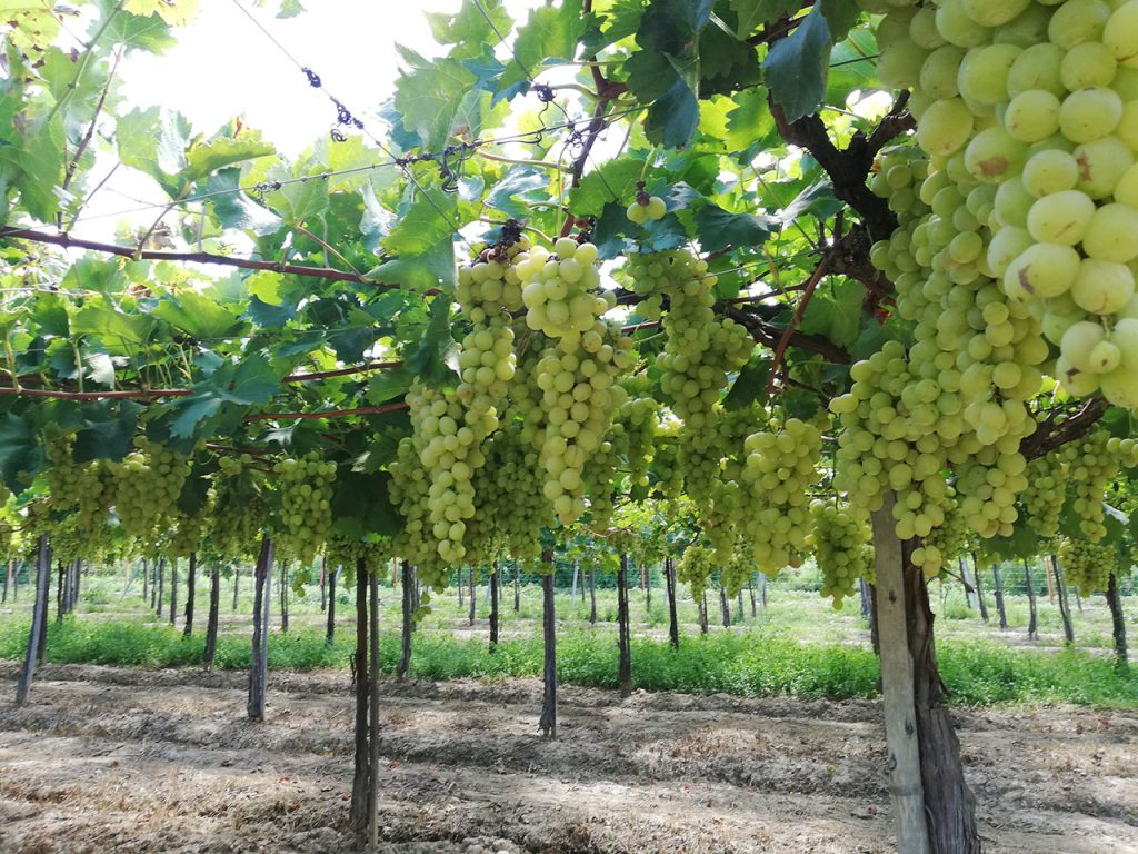 Productores tarijeños dejarán de producir uva