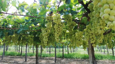 Productores tarijeños dejarán de producir uva