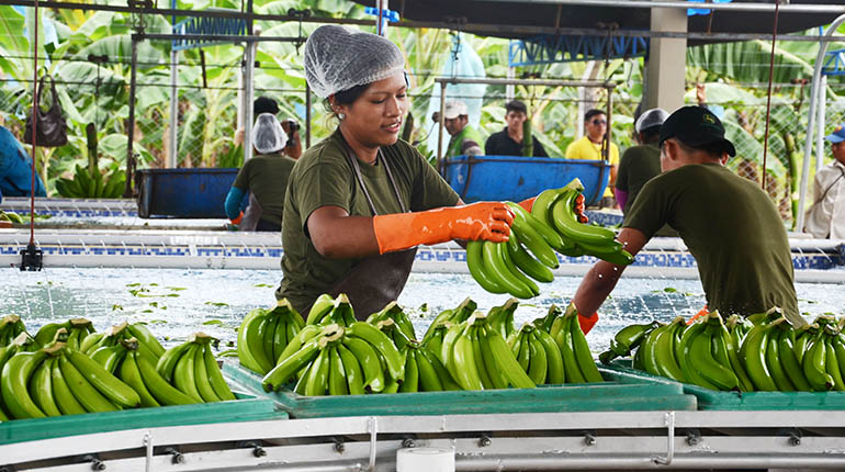 Debido a los bloqueos en Bolivia, está en riesgo la exportación de plátanos a la Argentina
