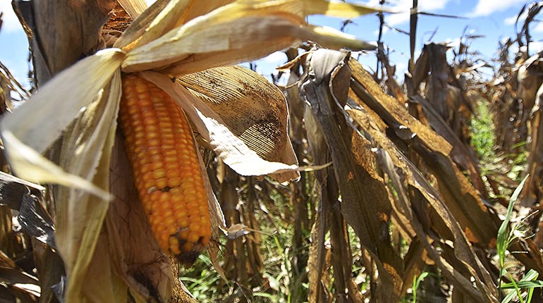 Gobierno restringe exportación de maíz, azúcar y sorgo