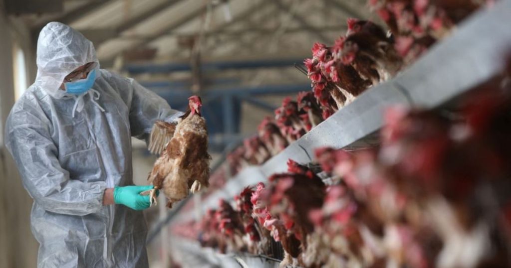 China reporta el primer caso de gripe aviar H3N8 en humanos