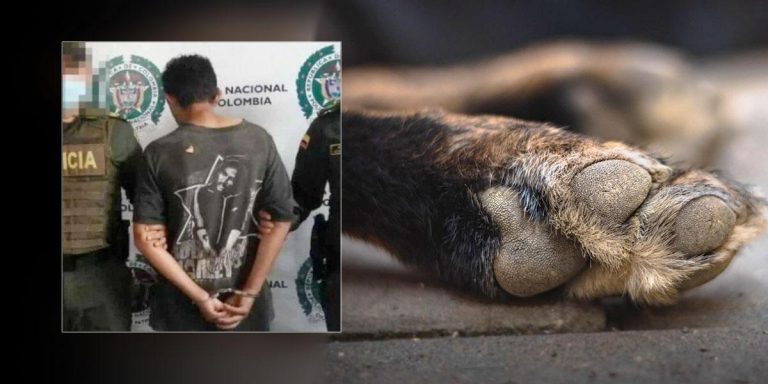 Hombre mató a su perro para comérselo en un municipio de Colombia