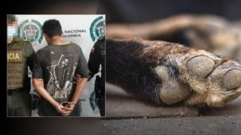 Hombre mató a su perro para comérselo en un municipio de Colombia