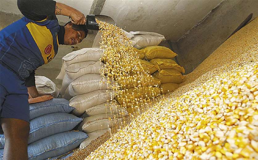 Cuatro empresas acumulaban maíz en Santa Cruz