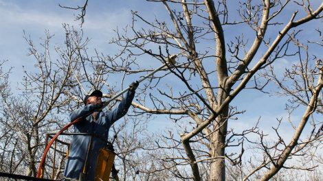 Las autoridades explicaron que la poda deber hacerse cuando termina el invierno