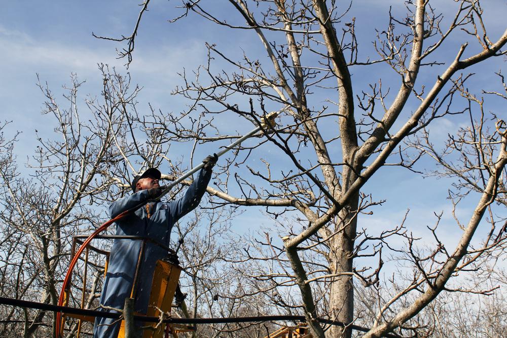 Las autoridades explicaron que la poda deber hacerse cuando termina el invierno