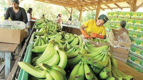 Productores de banano del Chapare preocupados por la crisis en Argentina