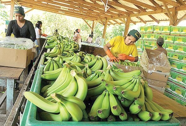 Productores de banano del Chapare preocupados por la crisis en Argentina