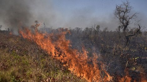 Gobierno afirma reducción de cinco a casi dos millones de hectáreas por incendios forestales