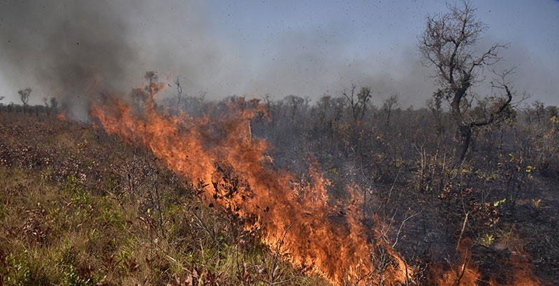 Gobierno afirma reducción de cinco a casi dos millones de hectáreas por incendios forestales