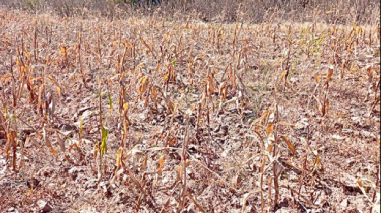 Gobernación de Chuquisaca ya no puede combatir la sequía