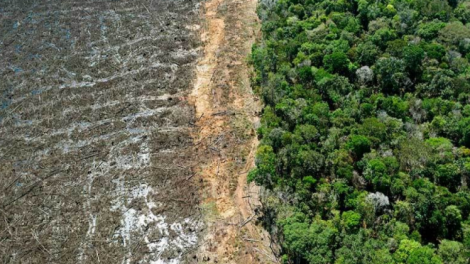 Denuncian 77 crímenes ambientales en Santa Cruz