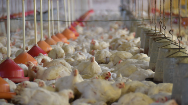 Gobierno atribuye al paro posible aumento del precio del pollo