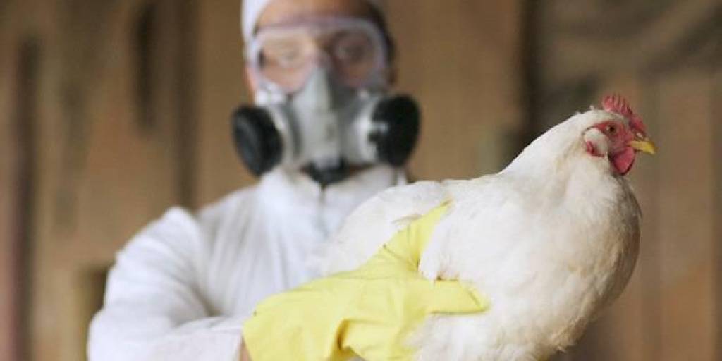 Activan alertas por influenza aviar
