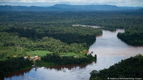 Inician tareas para reforestar la Amazonía