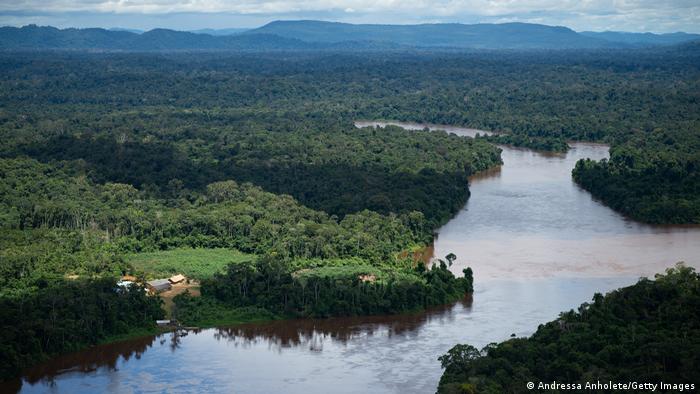 Inician tareas para reforestar la Amazonía