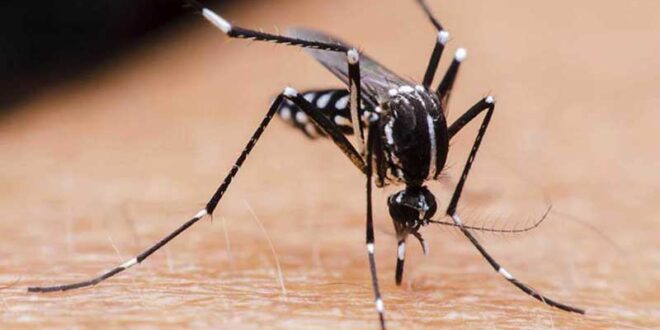 Se incrementaron 2.112 casos confirmados de dengue, en todo el país, lo que significa una subida del 61%, en relación a los casos detectados la semana pasada.