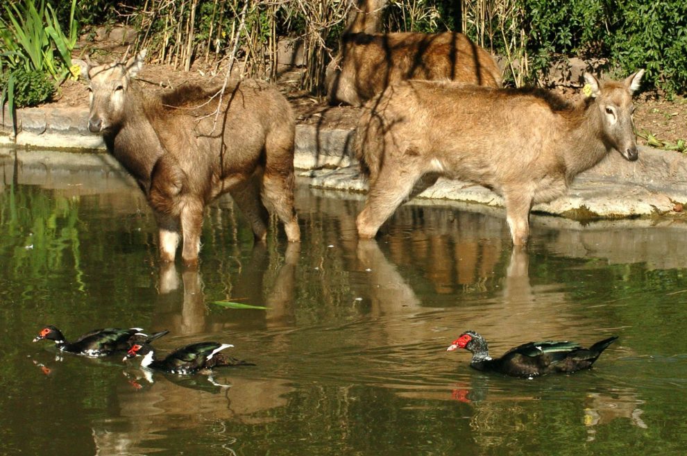 animales extintos y aves con sus nombres