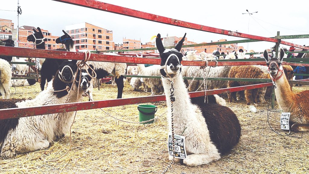 El Año Internacional de los Camélidos 2024 en Bolivia busca generar conciencia sobre la importancia de estos animales