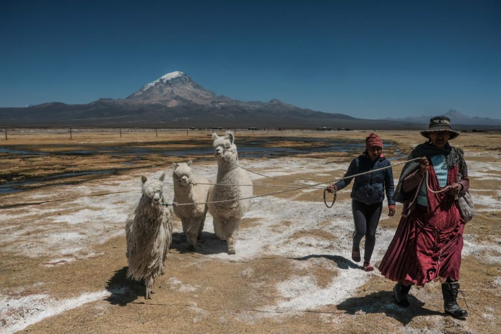 Los camélidos no son mamíferos rumiantes, por lo que producen mucho menos metano que las vacas y las ovejas