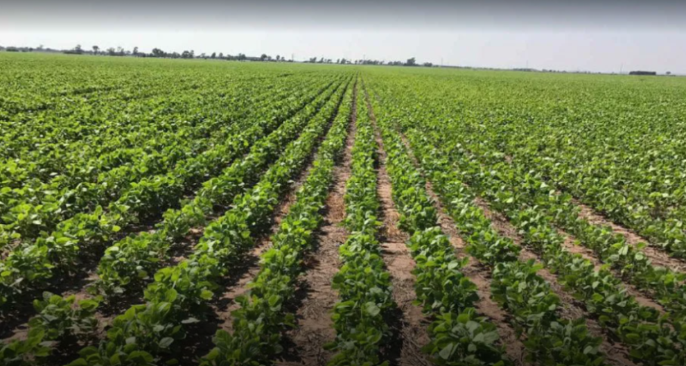 Un reciente sondeo indica que el 89% considera que la Justicia no protege a nuestros productores agropecuarios / Cambioclimatico.org