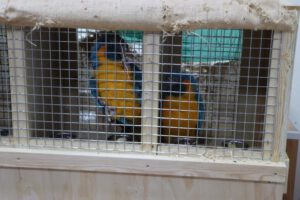 Repatriación de aves en peligro de extinción