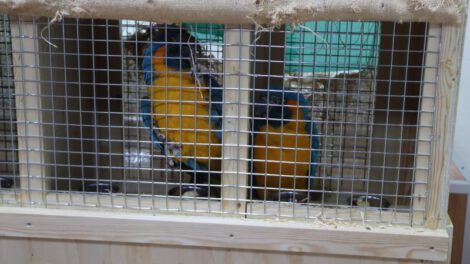 Repatriación de aves en peligro de extinción