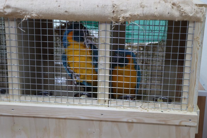 Repatriación de aves en peligro de extinción