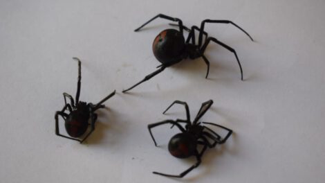 Picadura de viuda negra en adolescente