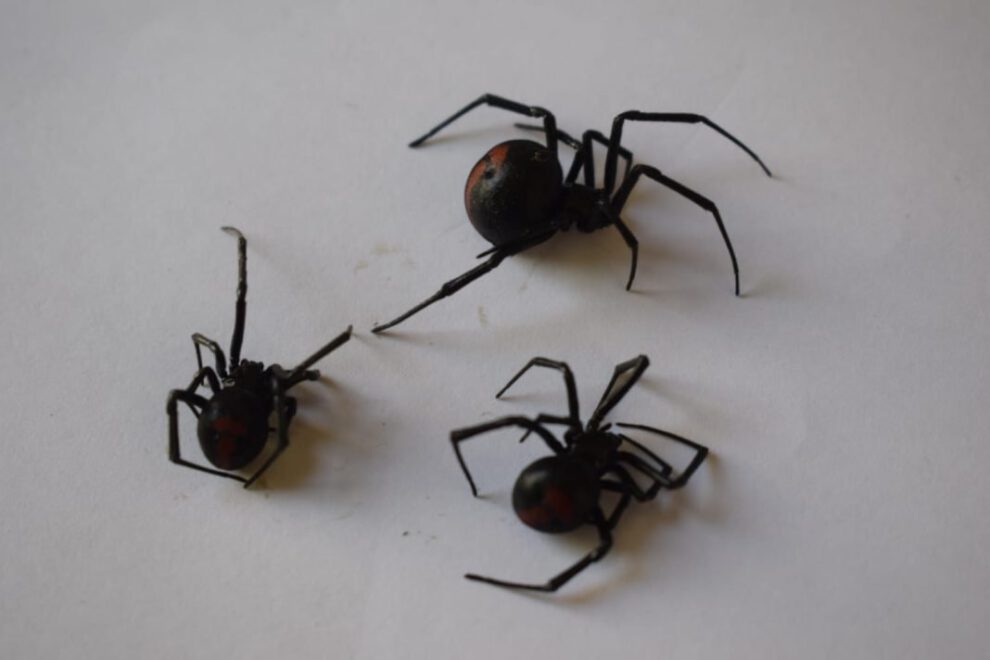 Picadura de viuda negra en adolescente