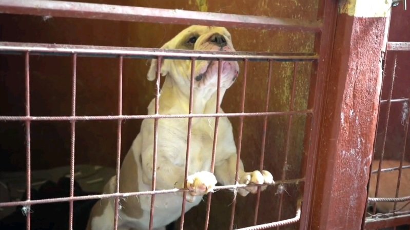 Inspección a Zoonosis revela falencias