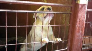 Inspección a Zoonosis revela falencias