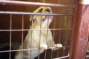 Inspección a Zoonosis revela falencias