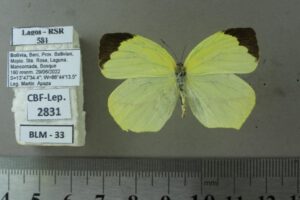 Nuevas especies en la Amazonía boliviana