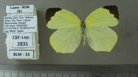 Nuevas especies en la Amazonía boliviana