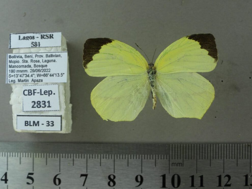 Nuevas especies en la Amazonía boliviana