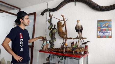 Taxidermista en Bogotá convierte mascotas en arte