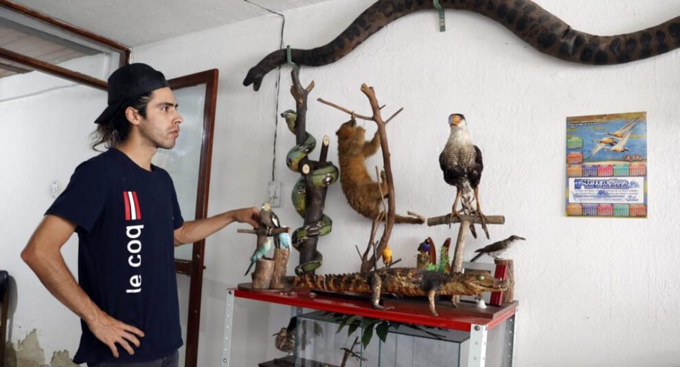 Taxidermista en Bogotá convierte mascotas en arte