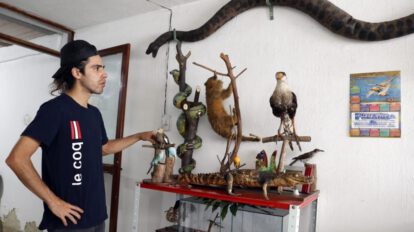 Taxidermista en Bogotá convierte mascotas en arte