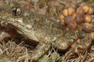 Tratamiento efectivo contra enfermedad letal en anfibios