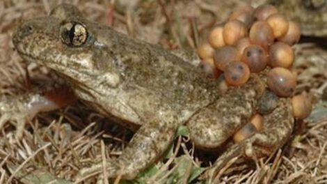 Tratamiento efectivo contra enfermedad letal en anfibios