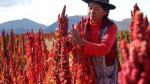 exportaciones de quinua boliviana en 2023