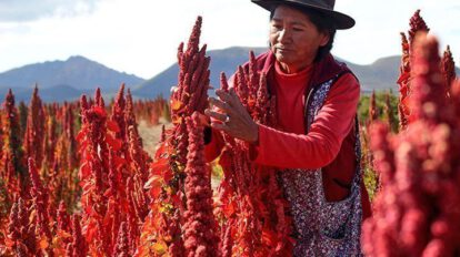 exportaciones de quinua boliviana en 2023